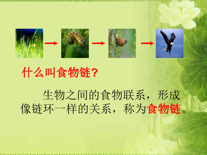 螳螂黄雀猜一成语_黄雀吃螳螂图片(3)