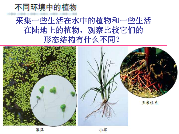 仙人掌退化成刺是什么原理_刺瘊子母瘊是什么意思(2)