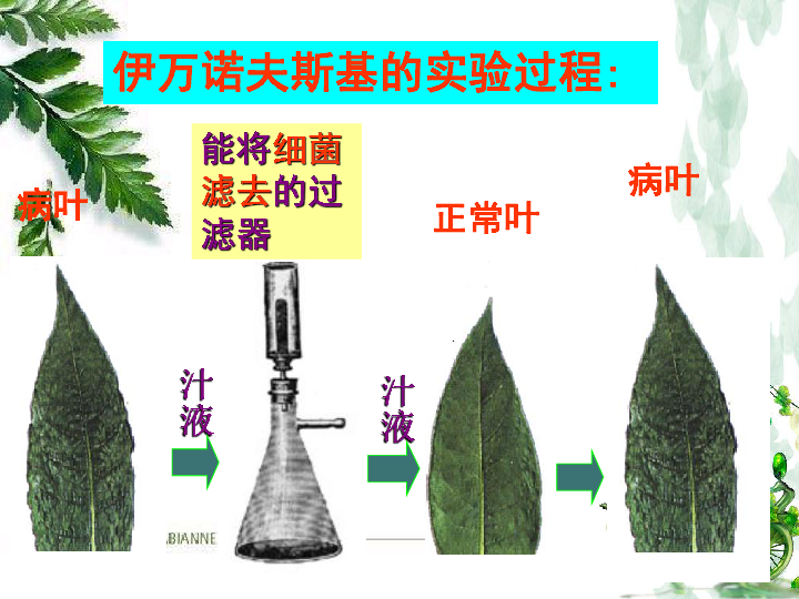 人教版八年级上册生物:第五章 病毒 课件(共21张ppt)