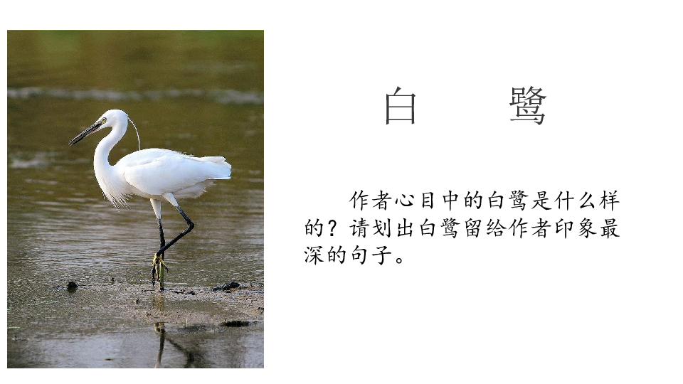 五年级上册 第一单元 1 白鹭