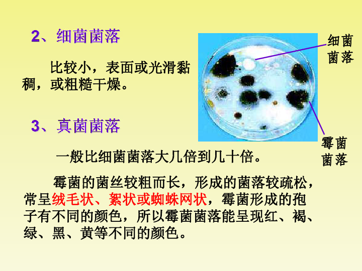 人教版八年级生物上册5.4.1 细菌和真菌的分布课件((共19张ppt).