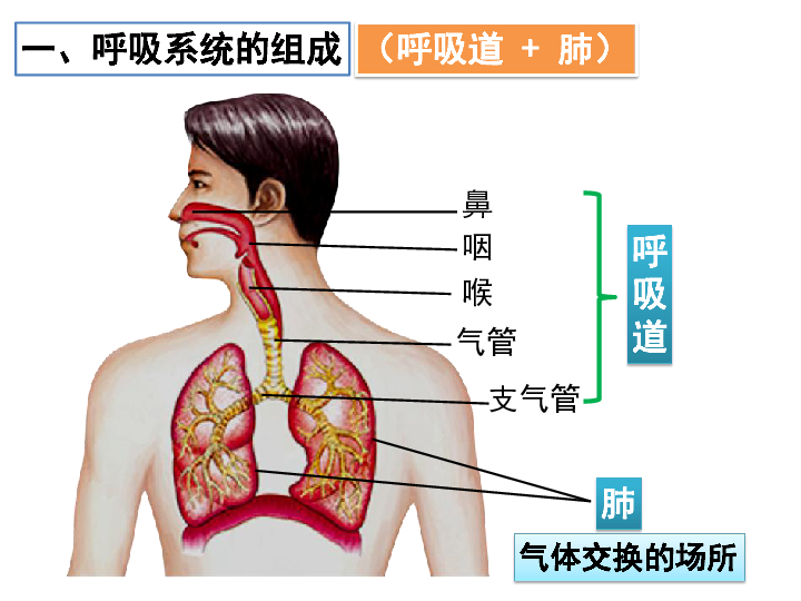 1 呼吸道对空气的处理 课件(共25张ppt)