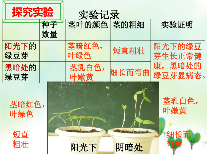 观察绿豆芽的生长导课人:李斯霞    种子的发芽可以不需要阳光,那绿豆