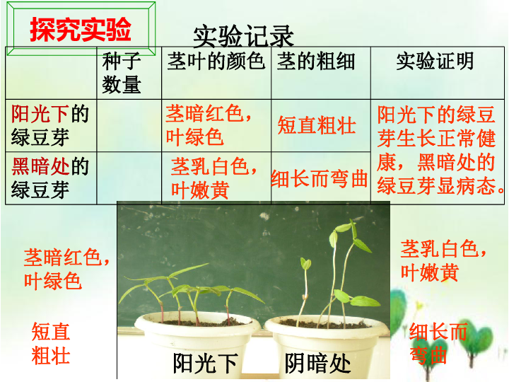 五年级上册科学课件—1.3观察绿豆芽的生长 教科版 (共23张ppt)