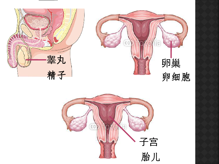 人口与生殖_人口与国情手抄报