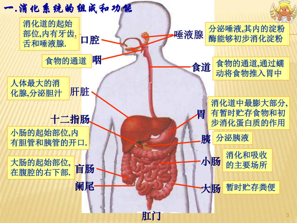简述人体消化系统的组成,简述人体消化系统的组成及其作用