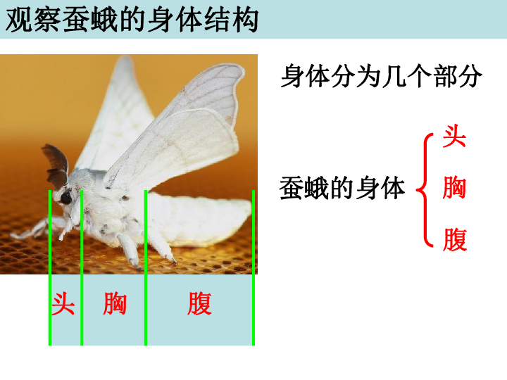 2.5 茧中钻出了蚕蛾 课件14张ppt 素材