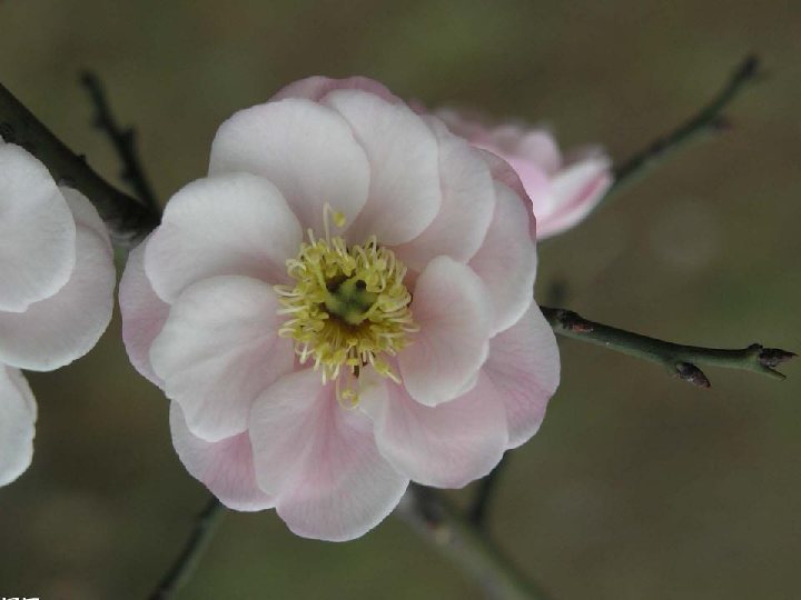 梅花开花的情景短剧视频,梅花开花的情景短剧视频播放