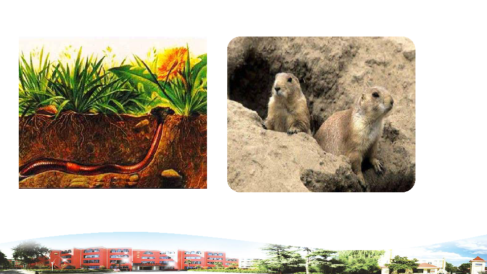 青岛版《科学》六制一年级下册14.土壤中的小动物教学课件(10ppt)