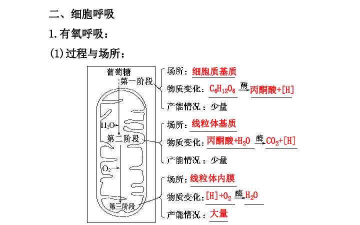 酵母的原理_)该过程表明酵母菌异化作用的特点是   )葡萄酒的酿制原理是:先通气使酵母菌进行(3)