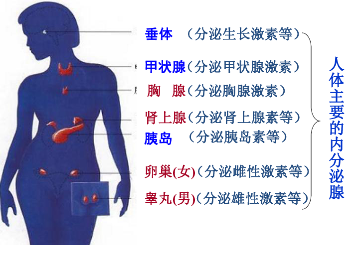 苏科版生物八上16.3《人体的激素调节》 课件(共34张ppt)