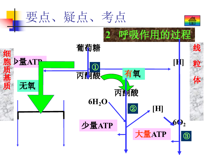 呼吸作用下载-生物-21世纪教育网