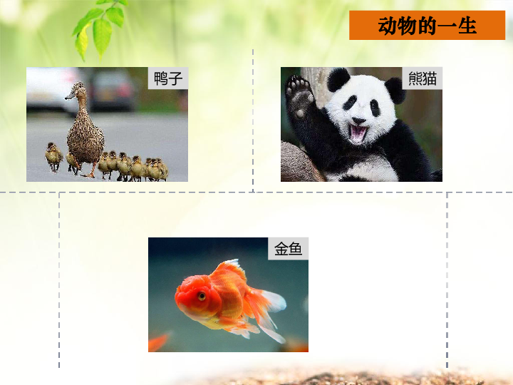 8.动物的一生 课件(17张ppt)