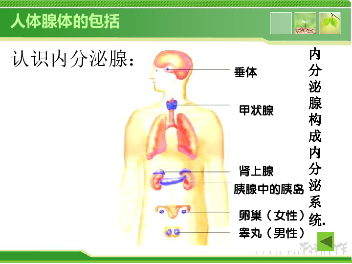 初中生物 北师大版 七年级下册 第四单元 生物圈中的人 第12章 人体的