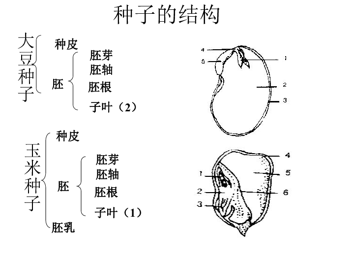 被子植物的个体发育[上学期]