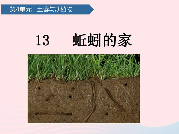 第四单元土壤与动植物13蚯蚓的家课件青岛版六三制(共