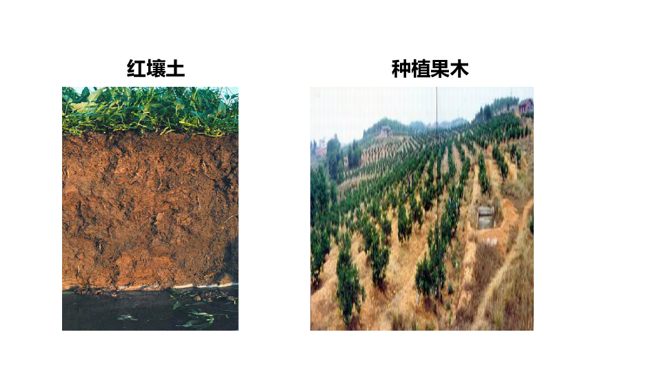 4.2 各种各样的土壤(课件 25张ppt)