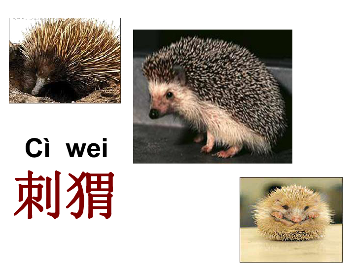 《刺猬》课件(共34张ppt)