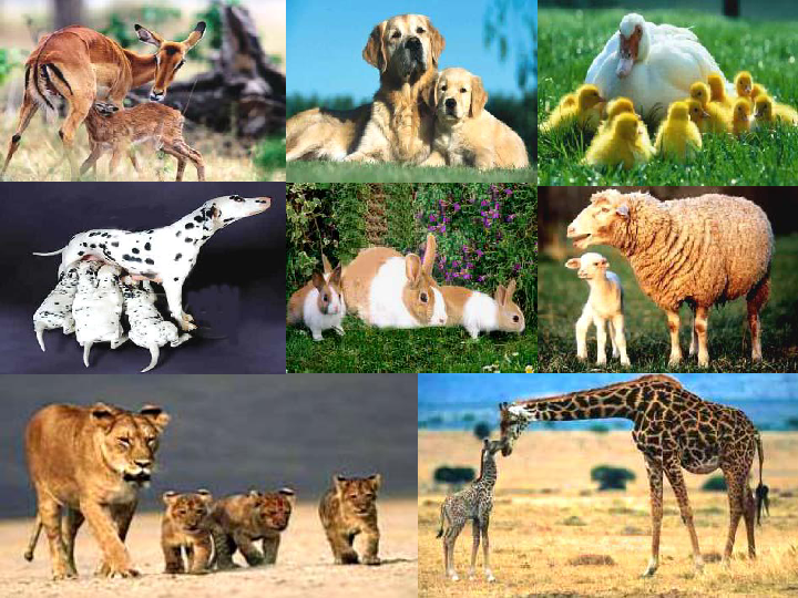 美术一年级下岭南版2.8小动物和妈妈课件(30张)