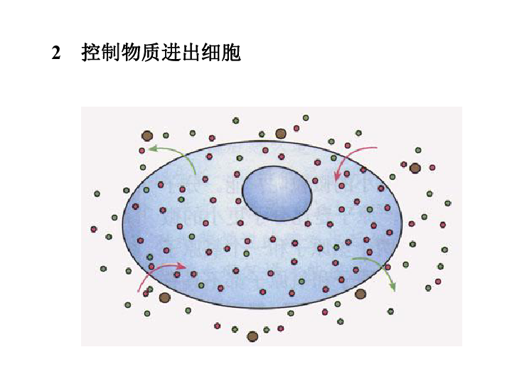 细胞膜的功能1 将细胞与外界环境分隔开2 控制物质进出细胞3 进行细胞