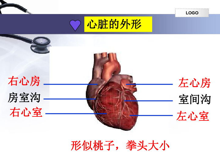 右心室人口_右心室肥大心电图(3)