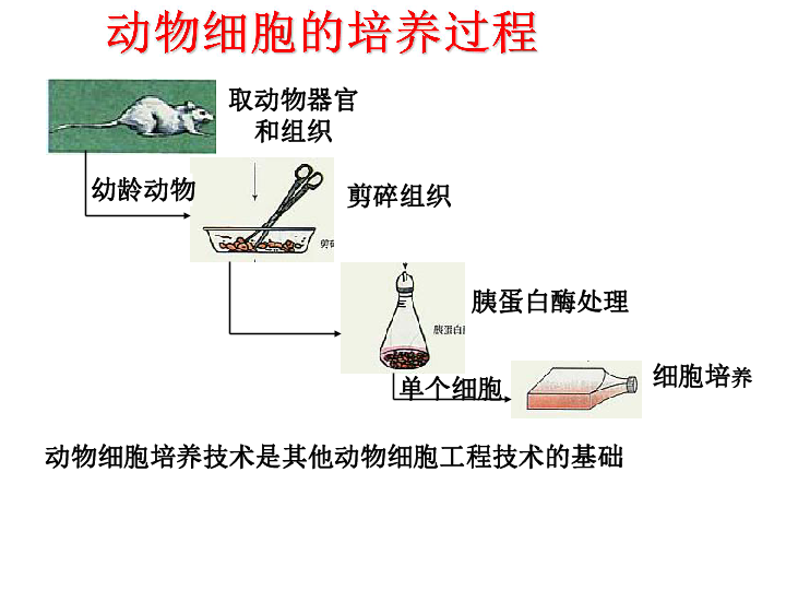 人口增殖_细胞的增殖思维导图(2)