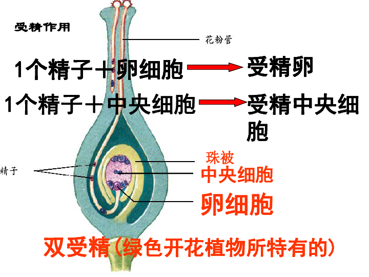 2018-11-10 18:21                                子房的结构