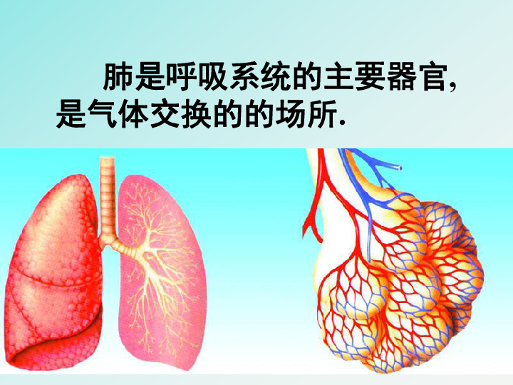 人口呼吸系统_呼吸系统(3)