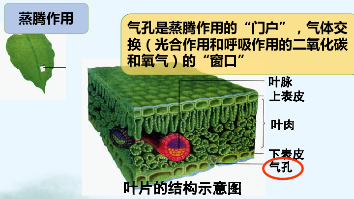 人教版七年级生物上册期末复习--植物的三大作用:蒸腾