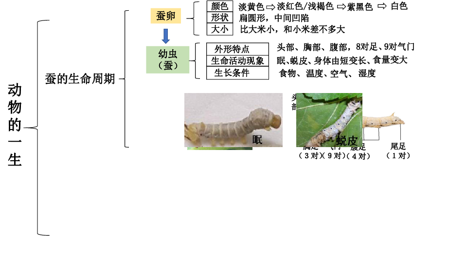 教科版科学三下 第二单元《动物的一生》单元思维导图