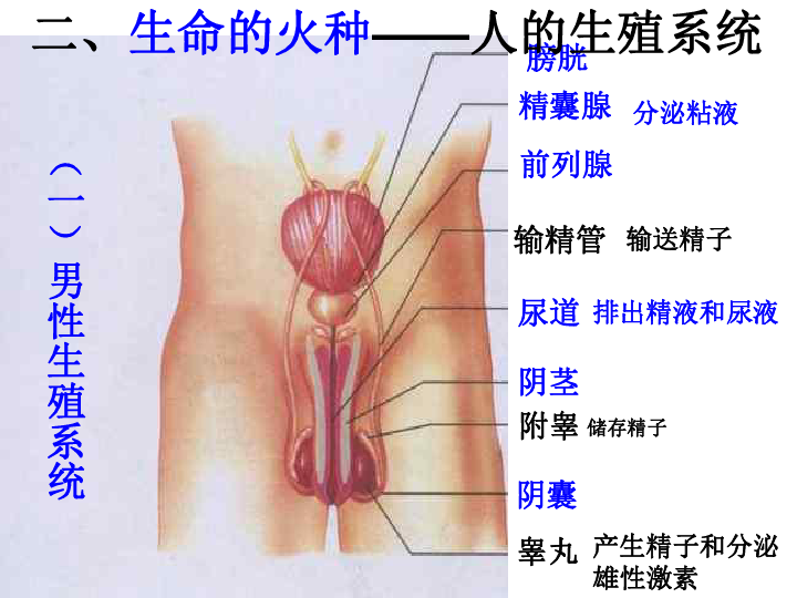 人口与生殖_人口与国情手抄报