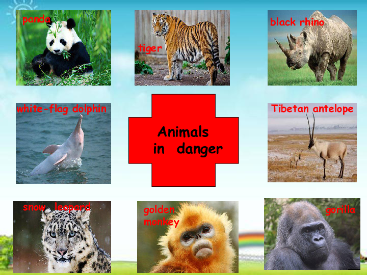 unit 5 animals in danger 课件(共31张ppt)