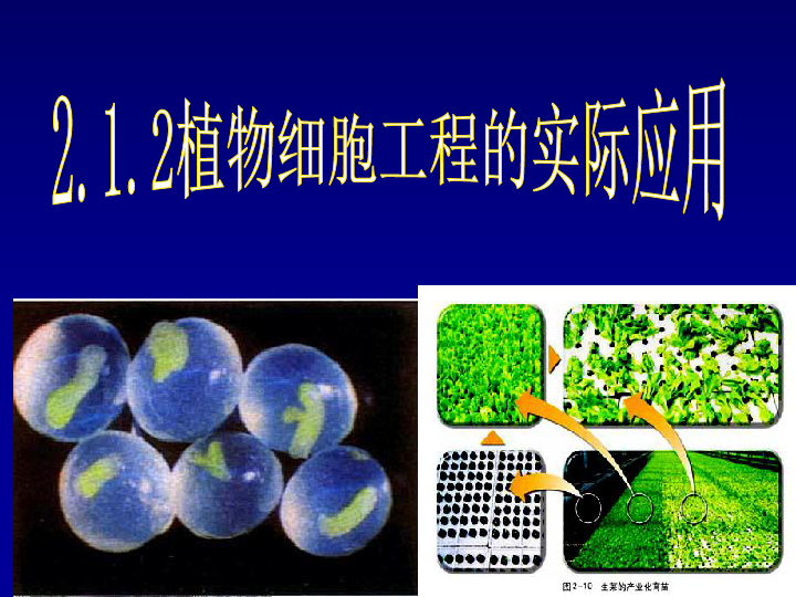 植物细胞工程的实际应用
