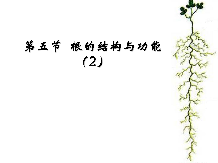 1.5根的结构与功能课件(17张ppt)