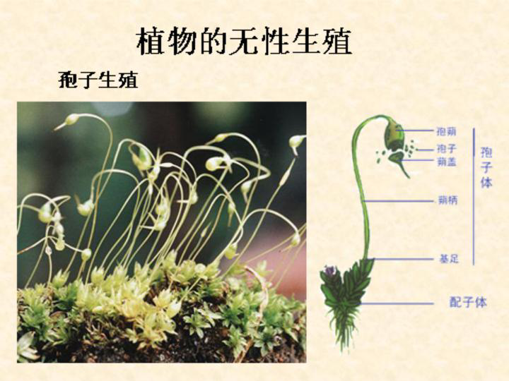第二节植物的无性生殖孢子生殖营养生殖有些植物的营养器官也能繁殖新