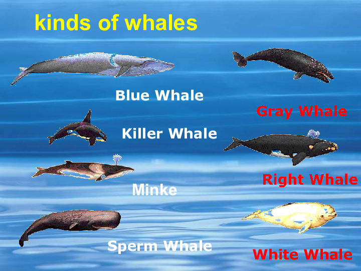 minke kinds of whaleskiller whalesbaleen whaleskiller whales