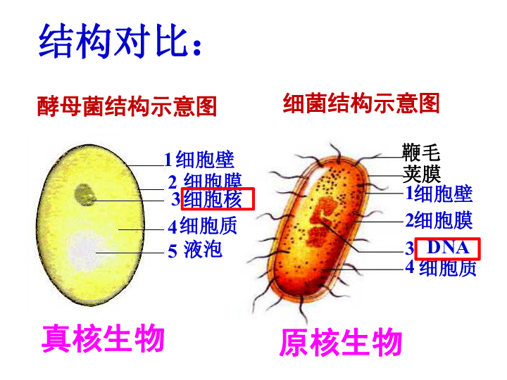 第三节 真菌 课件(20张ppt)