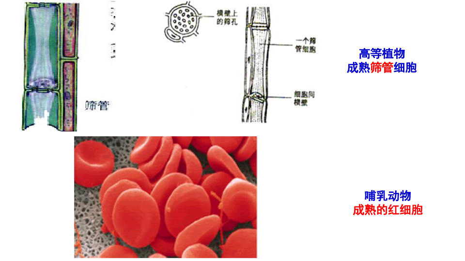 高中生物人教版必修1第三章第3节系统的控制中心—细胞核(共24张p.