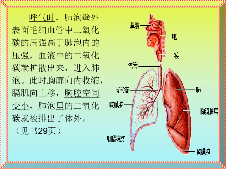 人口呼吸系统_呼吸系统