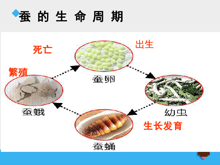 6.其他动物的生命周期 课件