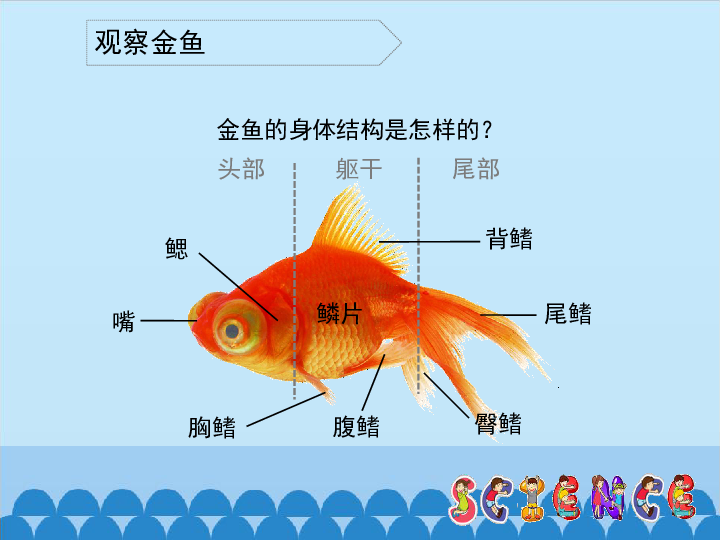二年级上册科学课件 -1.4 金鱼-人教版 (共14张ppt)