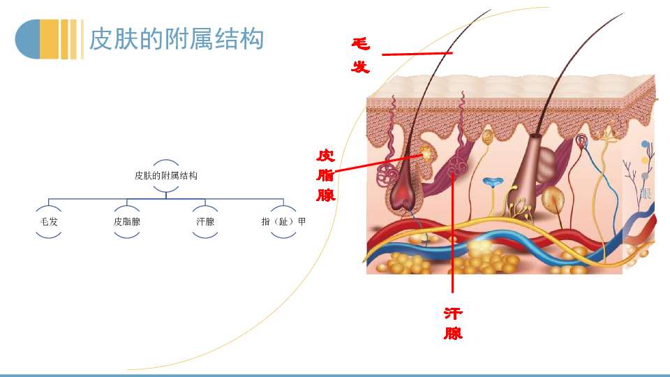 4.11.3皮肤与汗液分泌-北师大版七年级生物下册课件(共18张ppt)