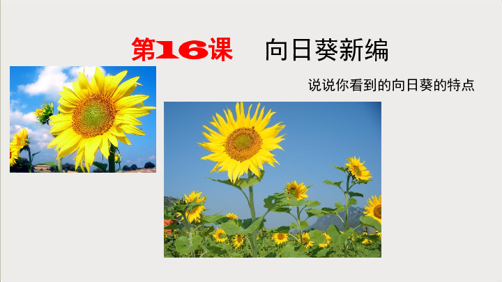 三年级上册美术课外班课件-16向日葵新编-全国通用(12