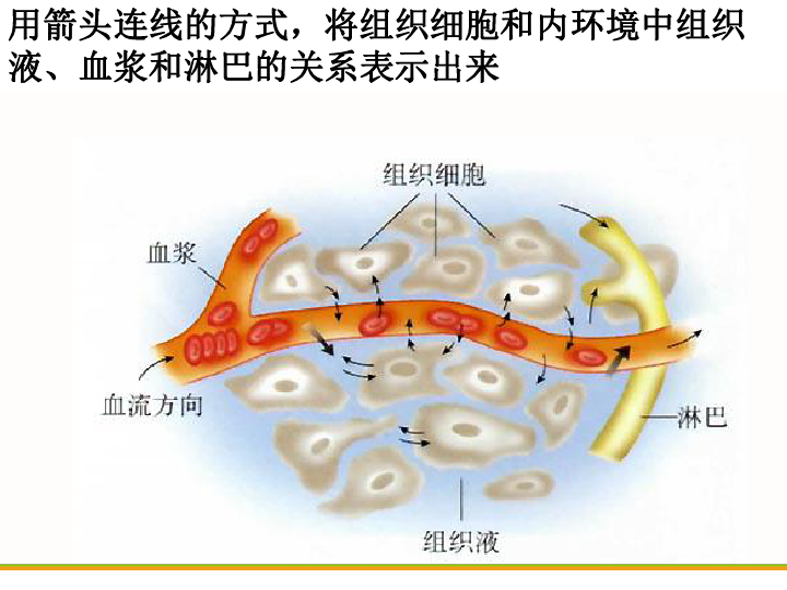 人体的内环境与稳态1节课件