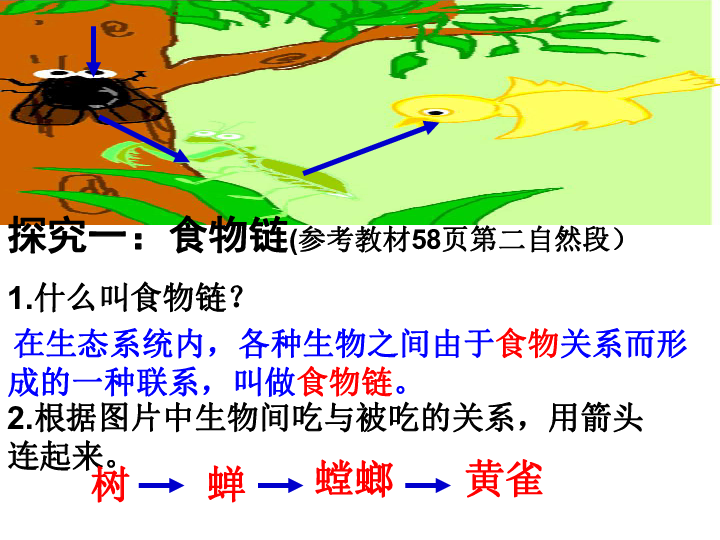 食物链和食物网课件(共25张ppt)