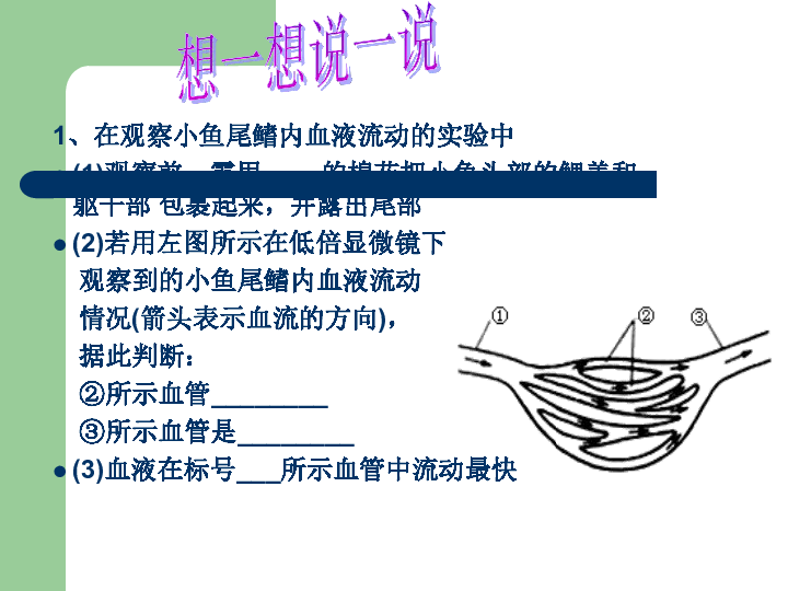 1,在观察小鱼尾鳍内血液流动的实验中 (1)观察前,需用____的棉花把