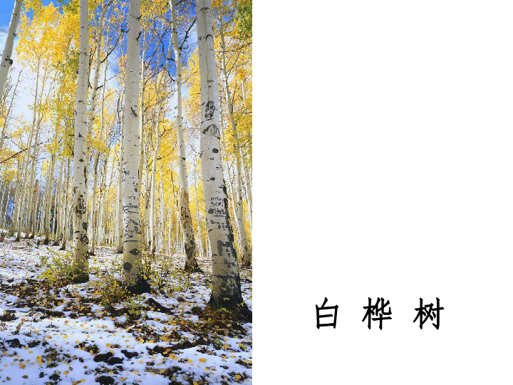 白桦林好地方曲谱_白桦林好地方歌词曲谱(3)