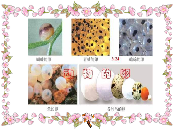 四年级下册科学课件 -2.6 动物的卵|教科版 (共36张ppt)