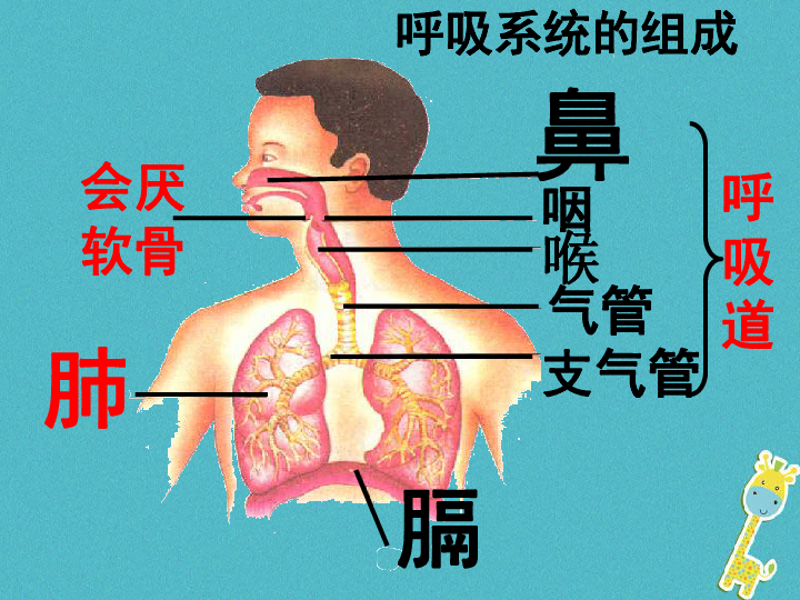 广东省中山市七年级生物下册第四单元第三章人体的呼吸(呼吸道对.