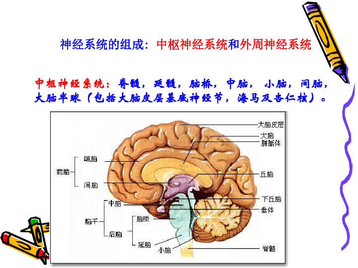 第二节 神经系统的结构与功能